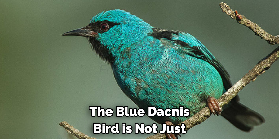 The Blue Dacnis Bird is Not Just
