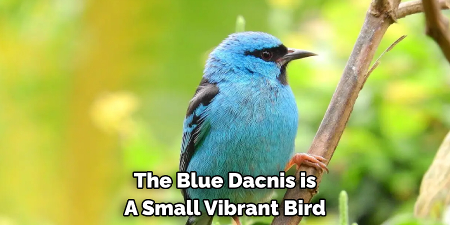 The Blue Dacnis is A Small Vibrant Bird