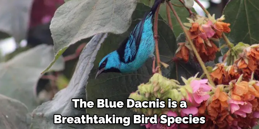 The Blue Dacnis is a Breathtaking Bird Species