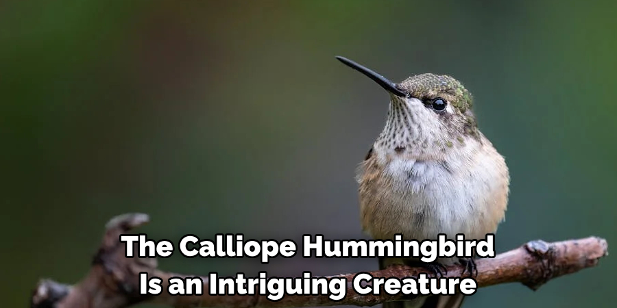 The Calliope Hummingbird Is an Intriguing Creature