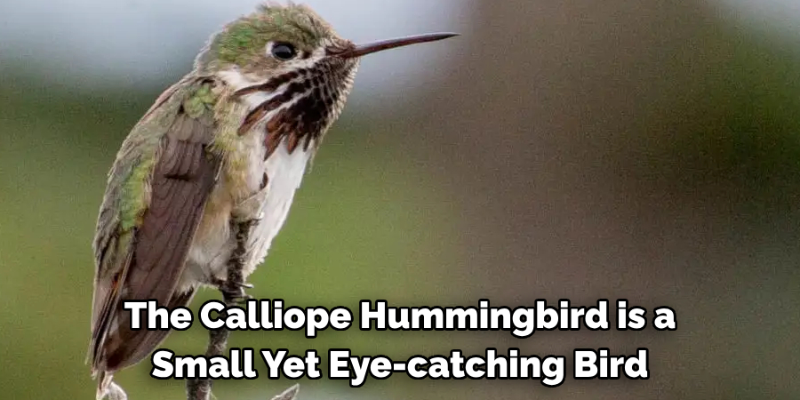 The Calliope Hummingbird is a Small Yet Eye-catching Bird