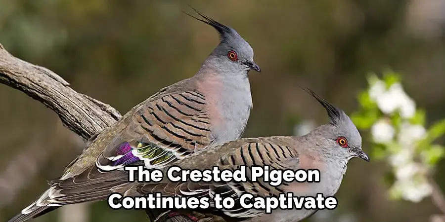 The Crested Pigeon Continues to Captivate