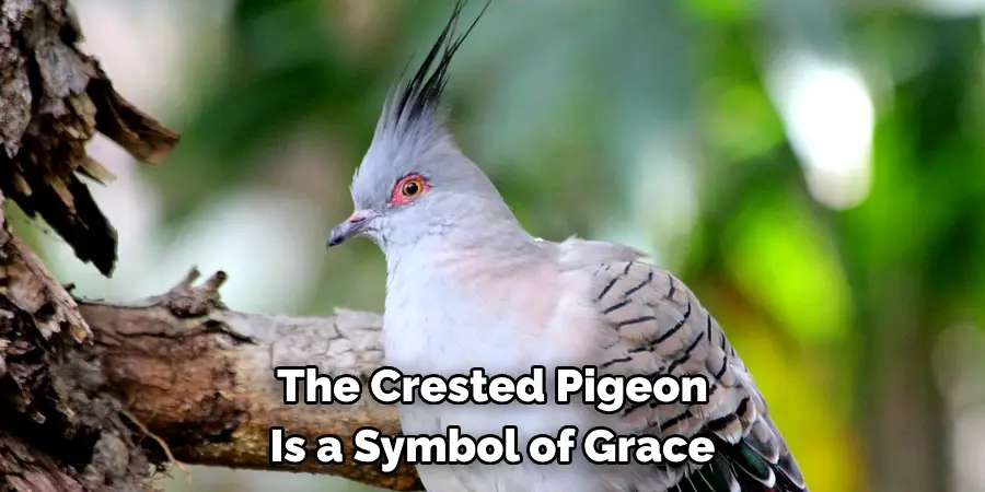 The Crested Pigeon Is a Symbol of Grace