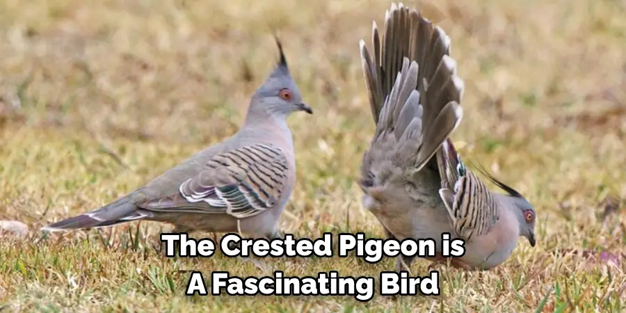 The Crested Pigeon is A Fascinating Bird