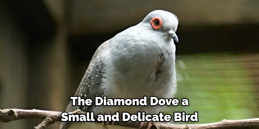 The Diamond Dove a Small and Delicate Bird