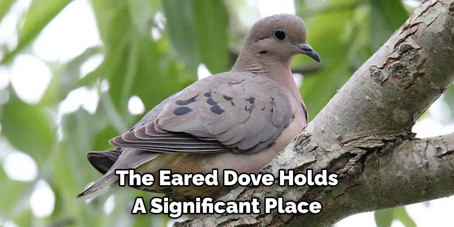 The Eared Dove Holds A Significant Place