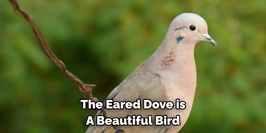 The Eared Dove is A Beautiful Bird