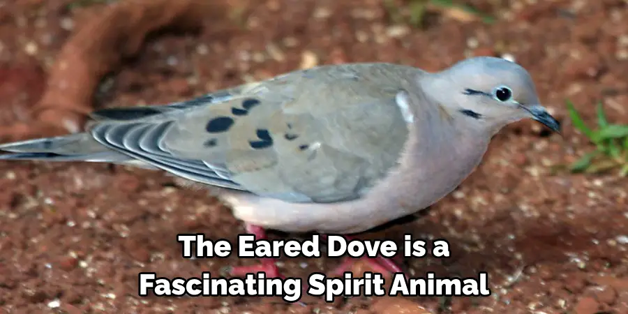 The Eared Dove is a Fascinating Spirit Animal