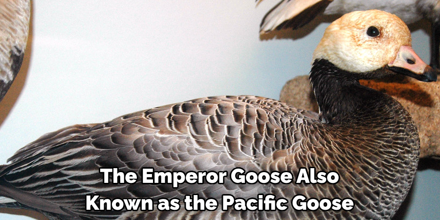 The Emperor Goose Also Known as the Pacific Goose