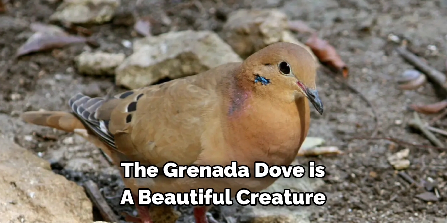 The Grenada Dove is A Beautiful Creature