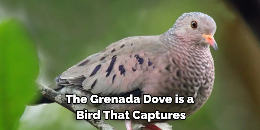 The Grenada Dove is a Bird That Captures