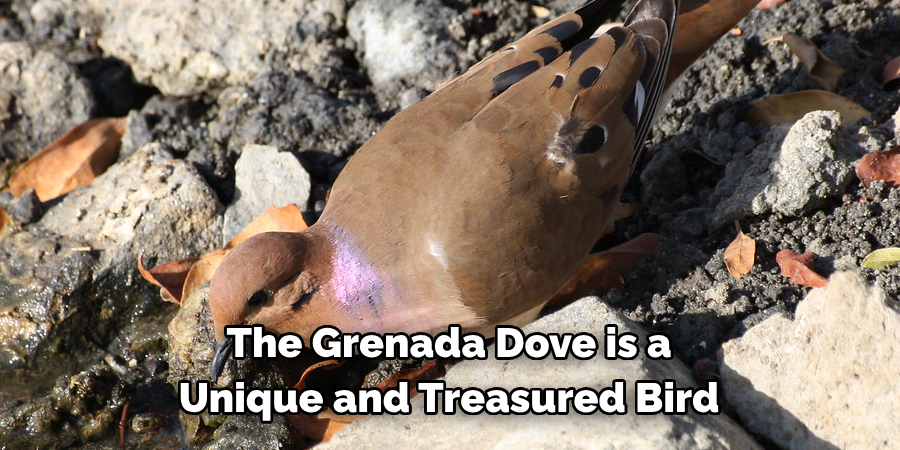 The Grenada Dove is a Unique and Treasured Bird