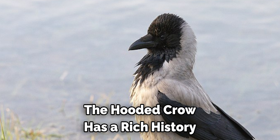 The Hooded Crow Has a Rich History
