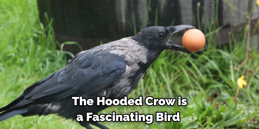 The Hooded Crow is a Fascinating Bird