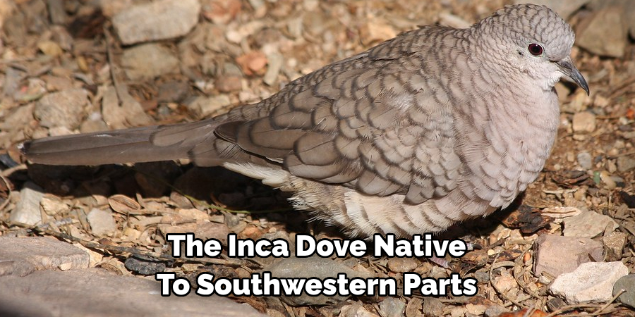 The Inca Dove Native To Southwestern Parts