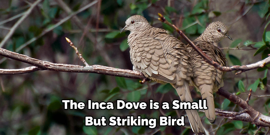 The Inca Dove is a Small But Striking Bird