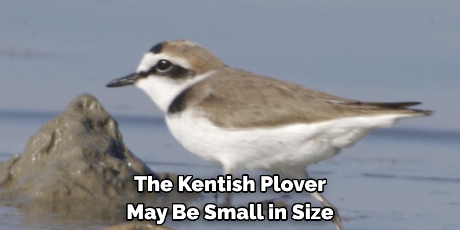 The Kentish Plover May Be Small in Size