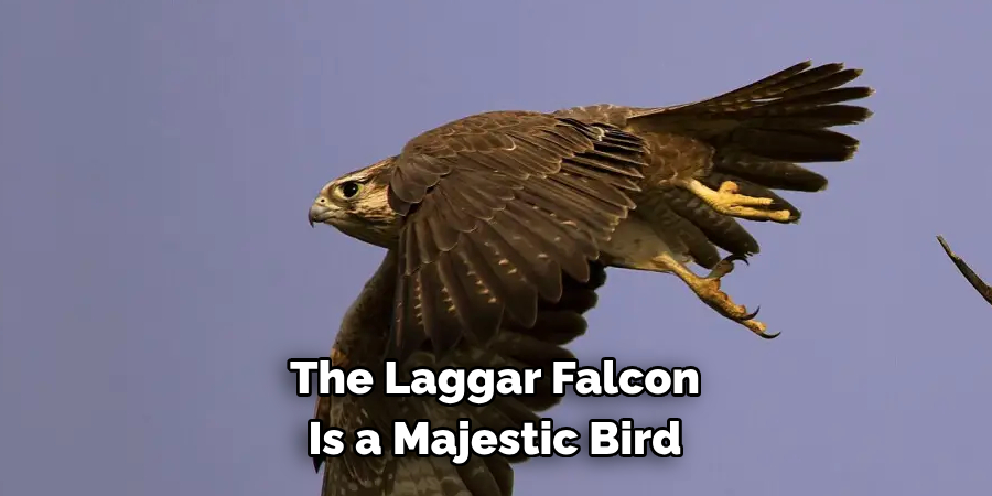 The Laggar Falcon Is a Majestic Bird