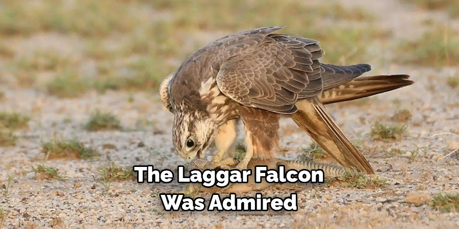 The Laggar Falcon Was Admired