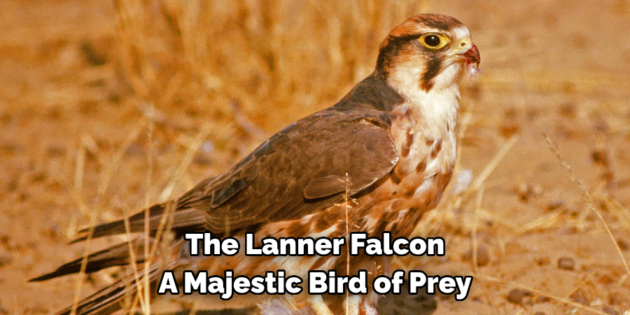 The Lanner Falcon A Majestic Bird of Prey