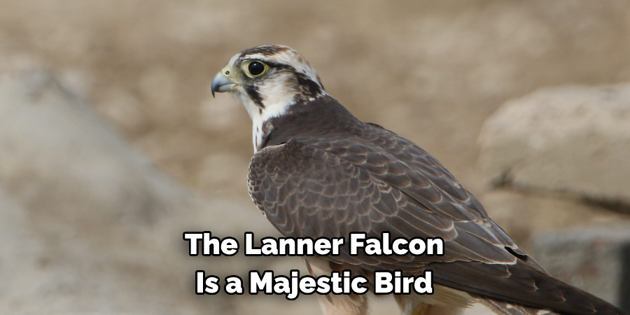 The Lanner Falcon Is a Majestic Bird