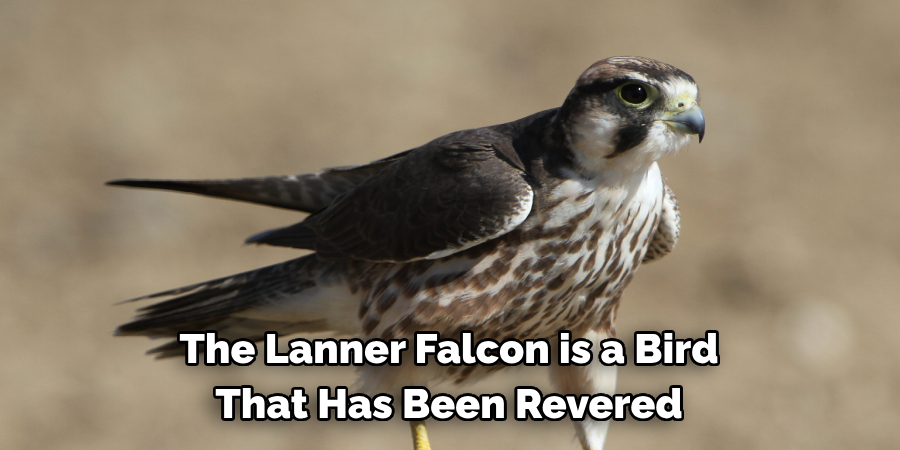 The Lanner Falcon is a Bird That Has Been Revered