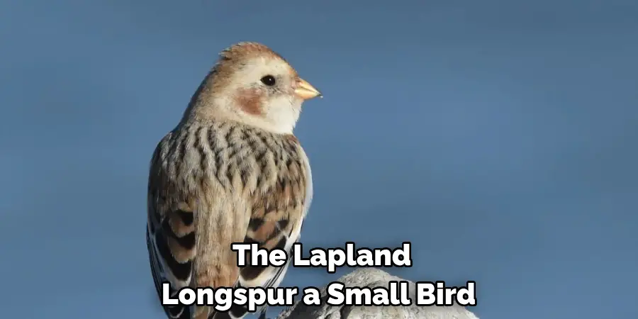 The Lapland Longspur a Small Bird