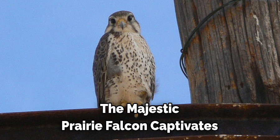 The Majestic Prairie Falcon Captivates