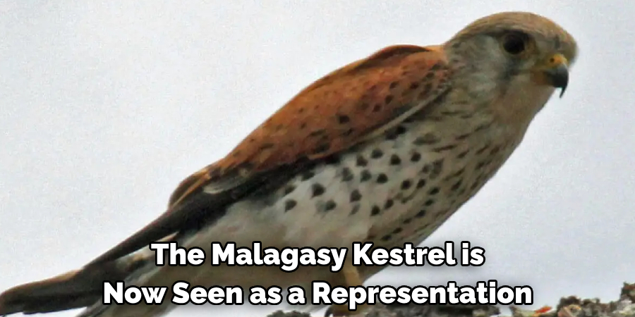 The Malagasy Kestrel is Now Seen as a Representation