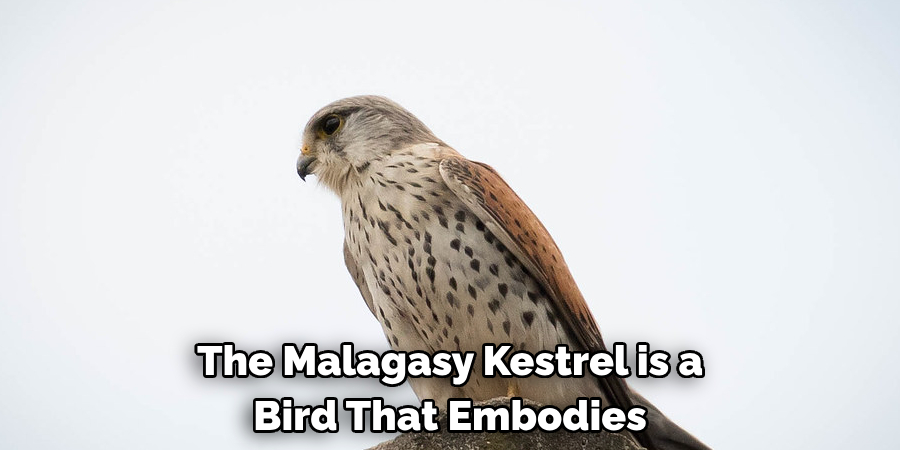 The Malagasy Kestrel is a Bird That Embodies