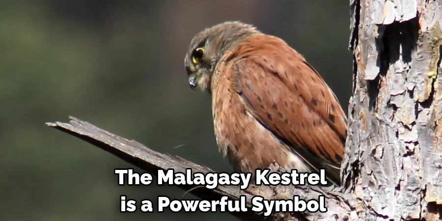 The Malagasy Kestrel is a Powerful Symbol