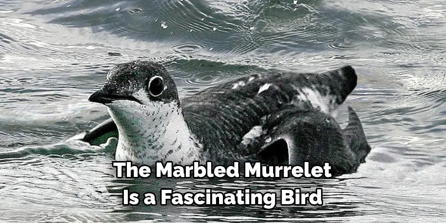 The Marbled Murrelet Is a Fascinating Bird