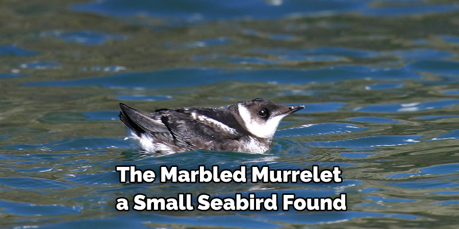 The Marbled Murrelet a Small Seabird Found