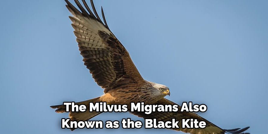 The Milvus Migrans Also Known as the Black Kite