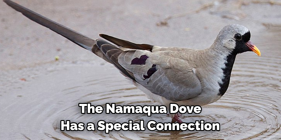 The Namaqua Dove Has a Special Connection