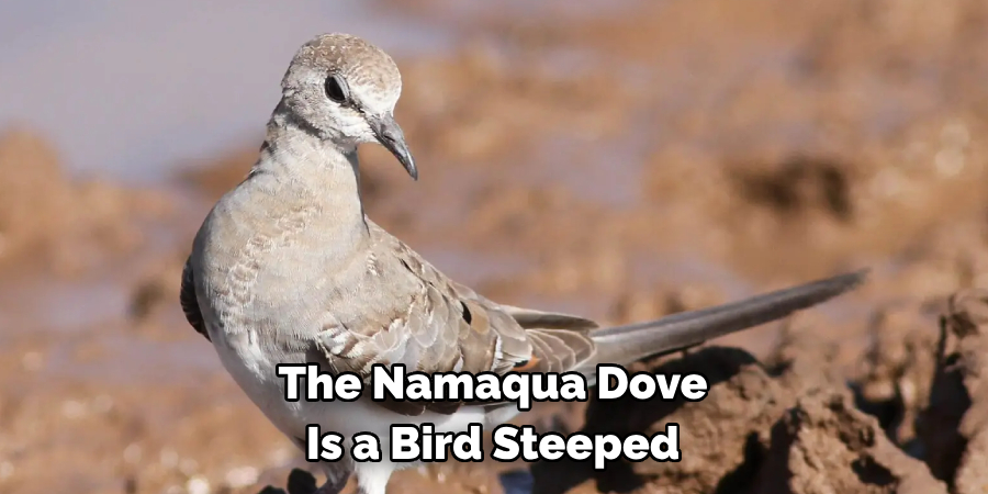 The Namaqua Dove Is a Bird Steeped