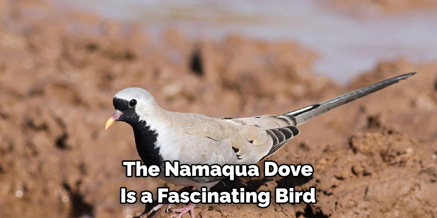 The Namaqua Dove Is a Fascinating Bird