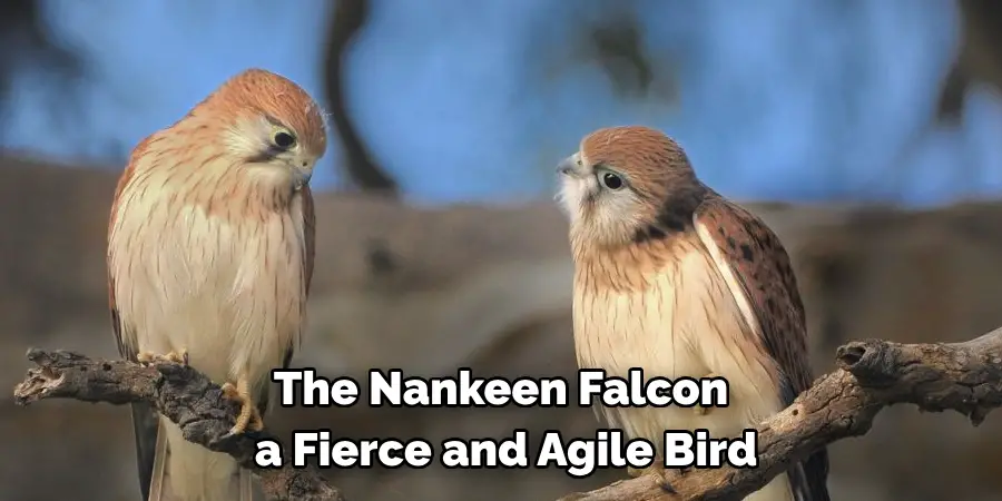 The Nankeen Falcon a Fierce and Agile Bird