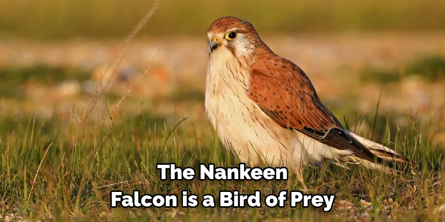 The Nankeen Falcon is a Bird of Prey