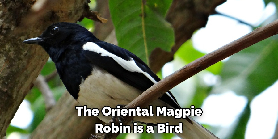 The Oriental Magpie Robin is a Bird