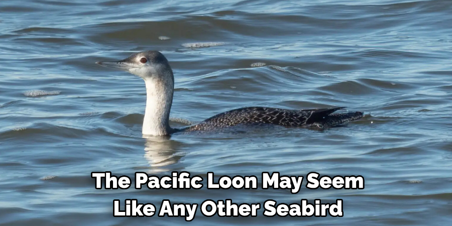 The Pacific Loon May Seem Like Any Other Seabird