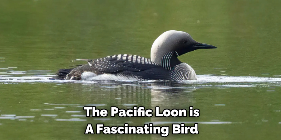 The Pacific Loon is A Fascinating Bird