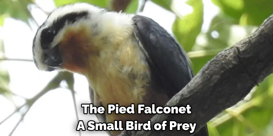 The Pied Falconet A Small Bird of Prey
