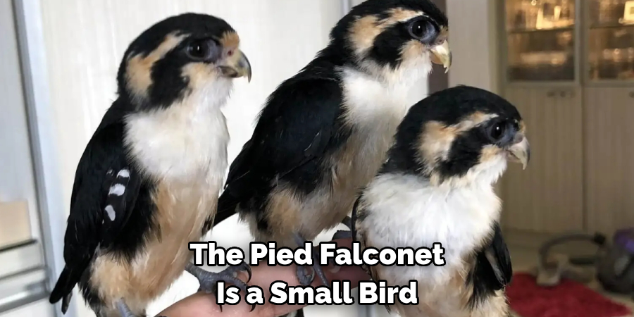 The Pied Falconet Is a Small Bird