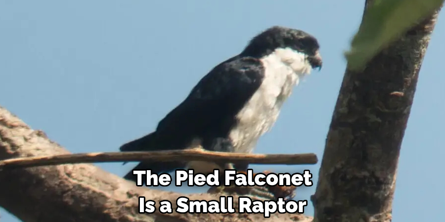 The Pied Falconet Is a Small Raptor