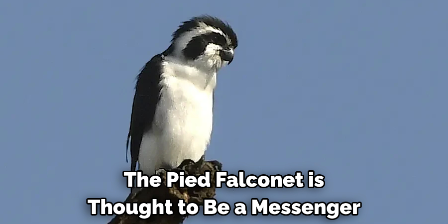 The Pied Falconet is Thought to Be a Messenger