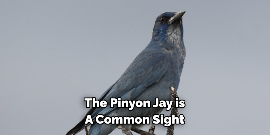 The Pinyon Jay is A Common Sight