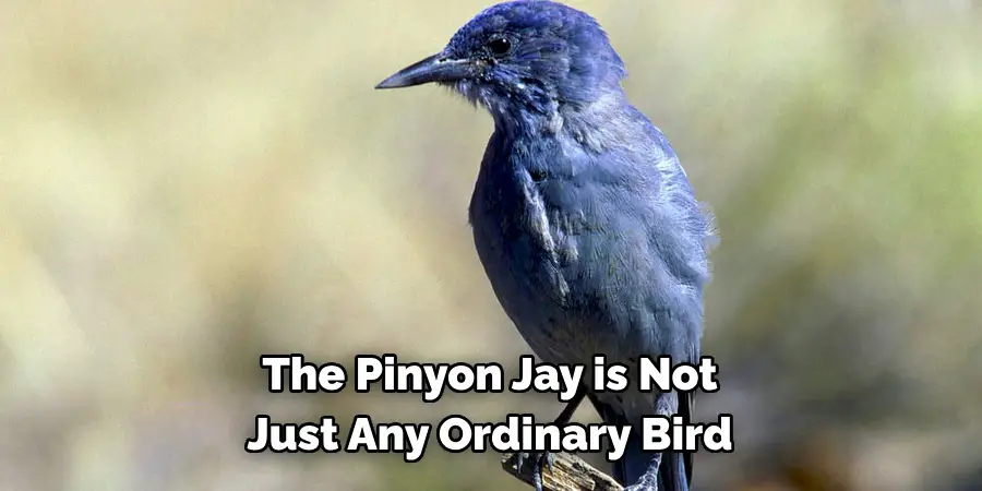 The Pinyon Jay is Not Just Any Ordinary Bird