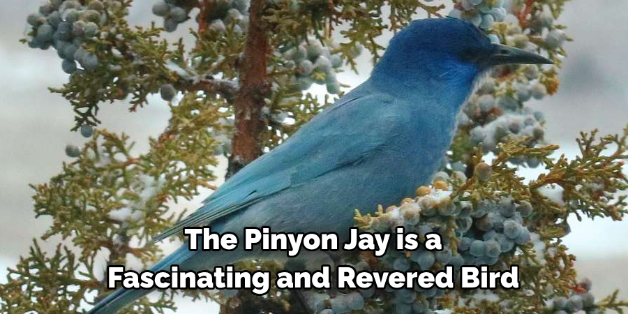 The Pinyon Jay is a Fascinating and Revered Bird