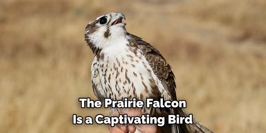 The Prairie Falcon Is a Captivating Bird